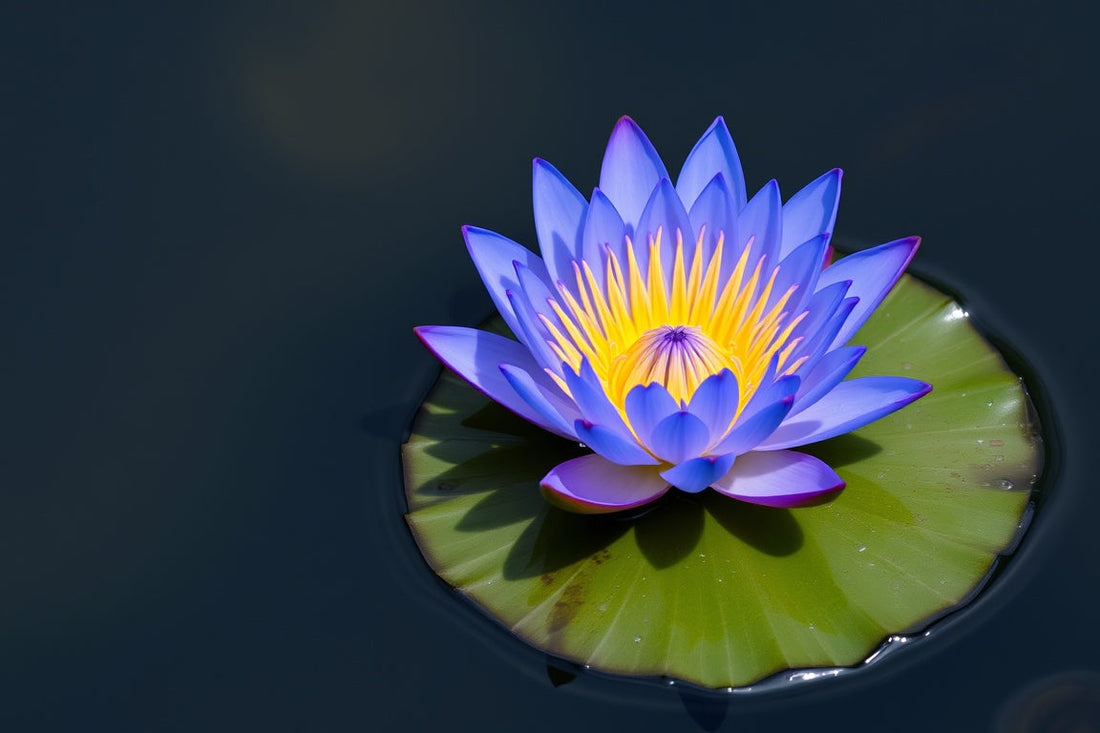 How To Grow Blue Lotus (Nymphaea caerulea)