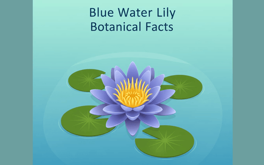 Illustration of a blue water lily with yellow center and green lily pads in clear blue water with text Blue Water Lily Botanical Facts