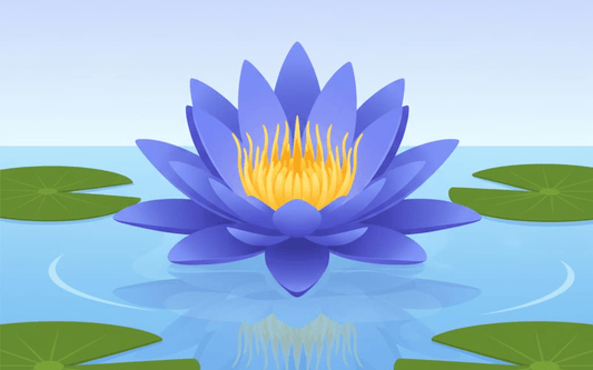 Blue lotus flower with yellow center floating on water surrounded by green lily pads