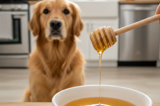 Can Dogs Have Honey? Read This First