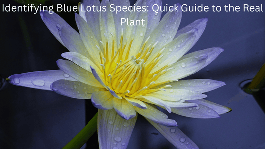 Close-up of a blue lotus flower with yellow center and water droplets on petals in a dark water setting
