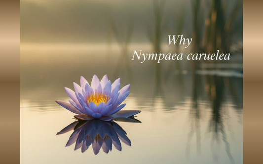 Why Nymphaea Caerulea Offers a Natural Path to Calm