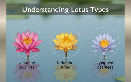 Understanding Lotus Types for a More Mindful Ritual